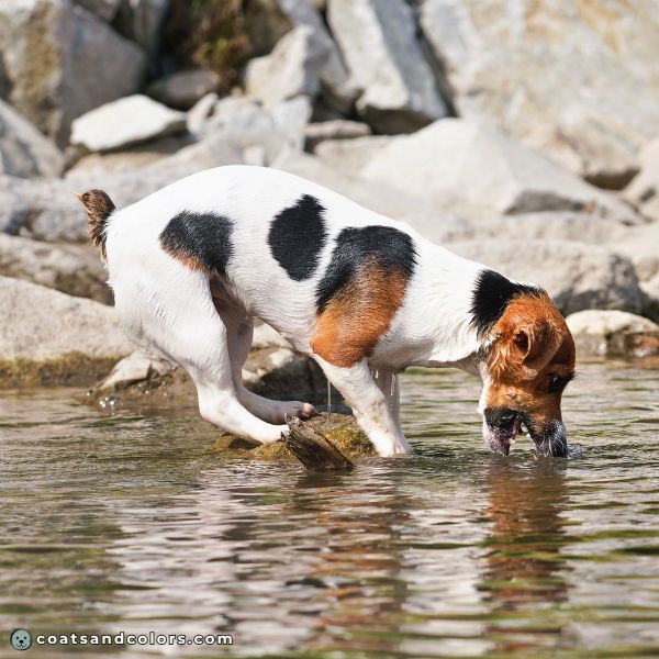 coatsandcolors.com Saddle Pattern saddle tricolor JRT