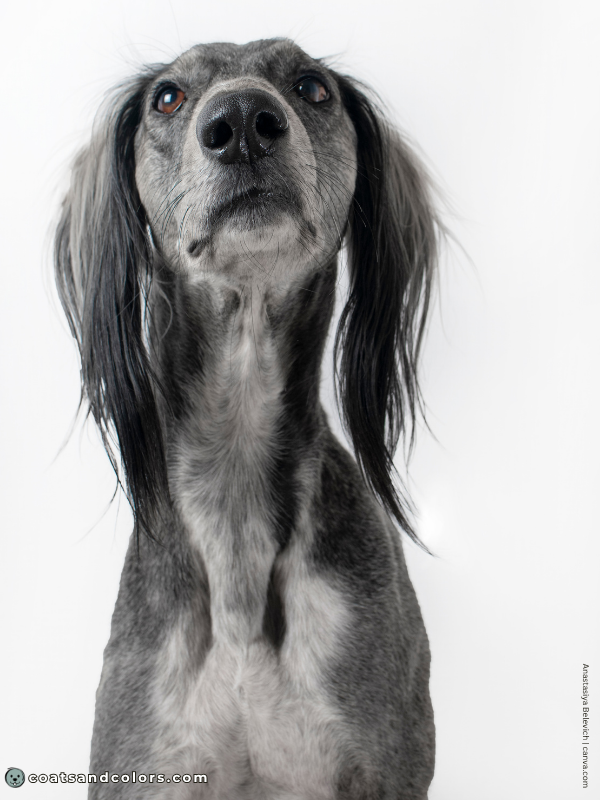 coatsandcolors.com Saluki colors gray 1