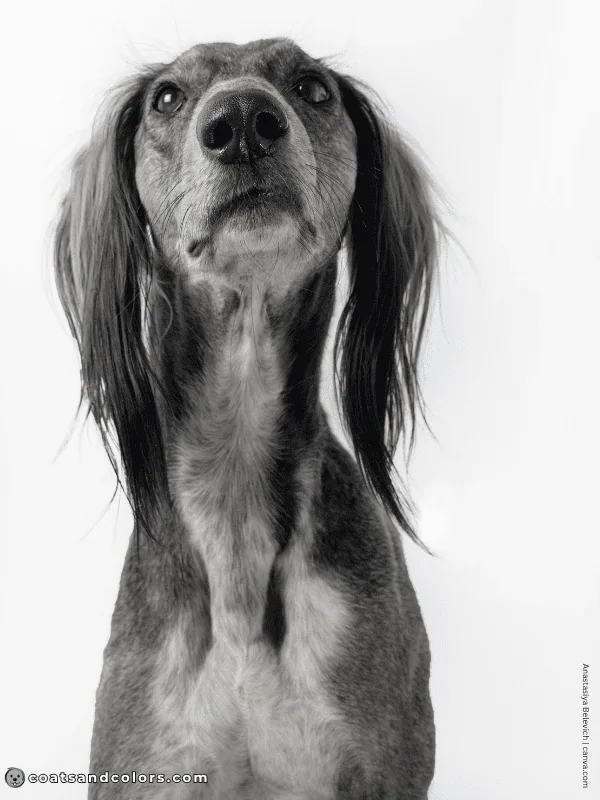 coatsandcolors.com Saluki colors gray 1