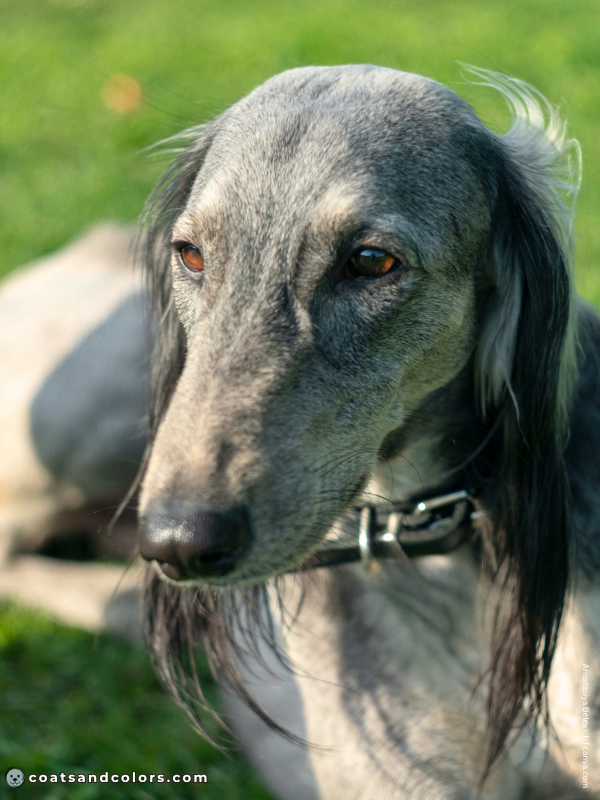 coatsandcolors.com Saluki colors gray 2