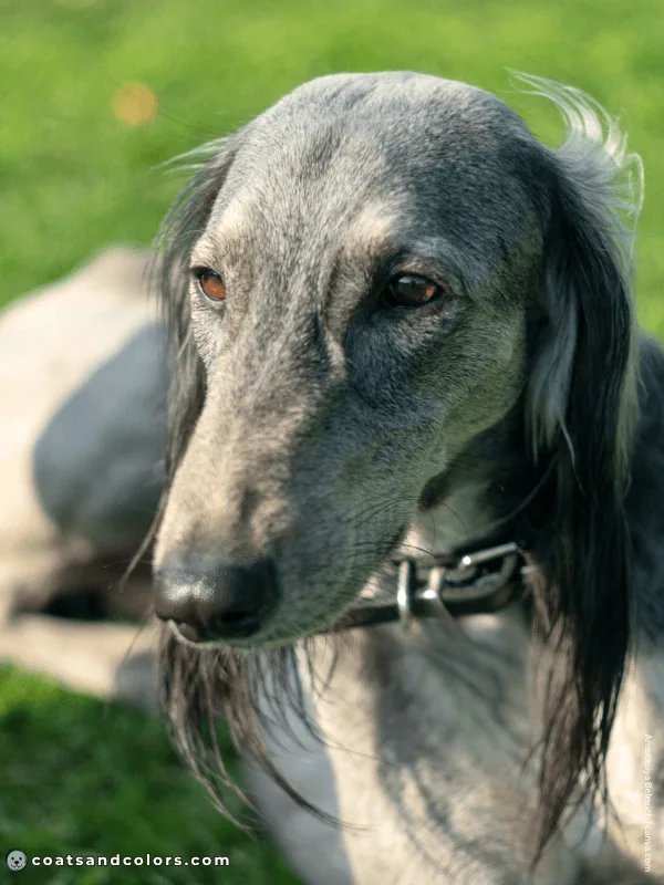 coatsandcolors.com Saluki colors gray 2