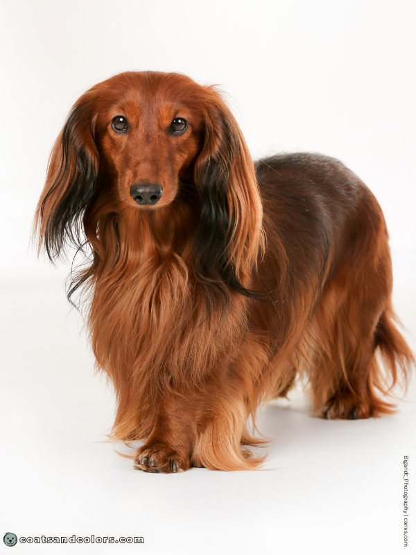 coatsandcolors.com Shaded Sable intensity red