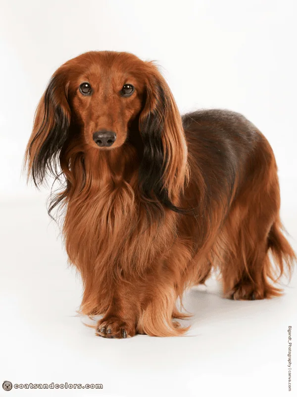 coatsandcolors.com Shaded Sable intensity red