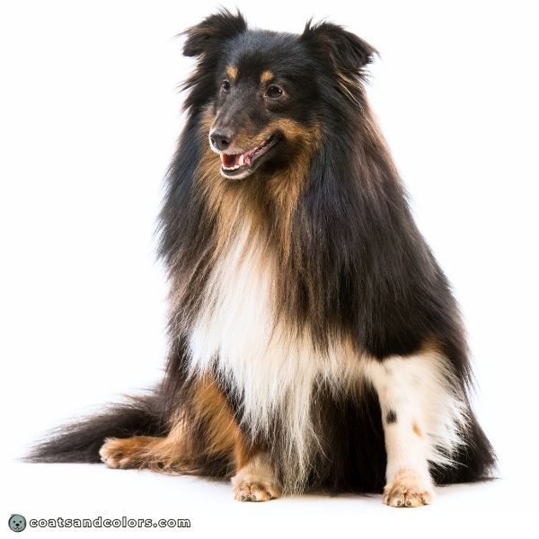 coatsandcolors.com Short Long Coat Length Dogs Sheltie rough