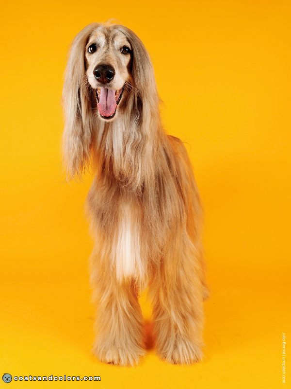coatsandcolors.com Sighthound Grizzle Domino Coat Color Afghan Hound sable brindle domino 2