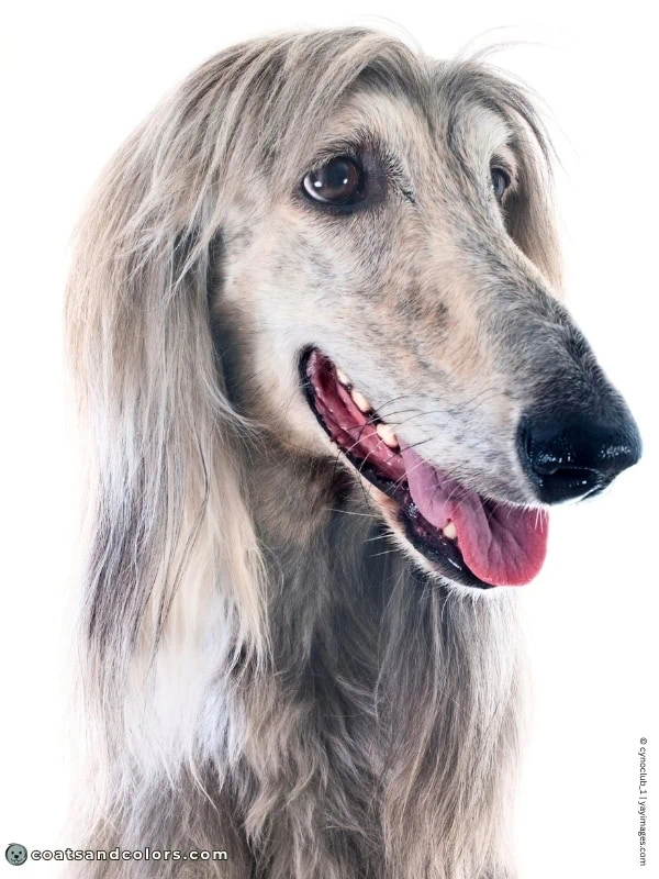 coatsandcolors.com Sighthound Grizzle Domino Coat Color Afghan Hound sable brindle domino
