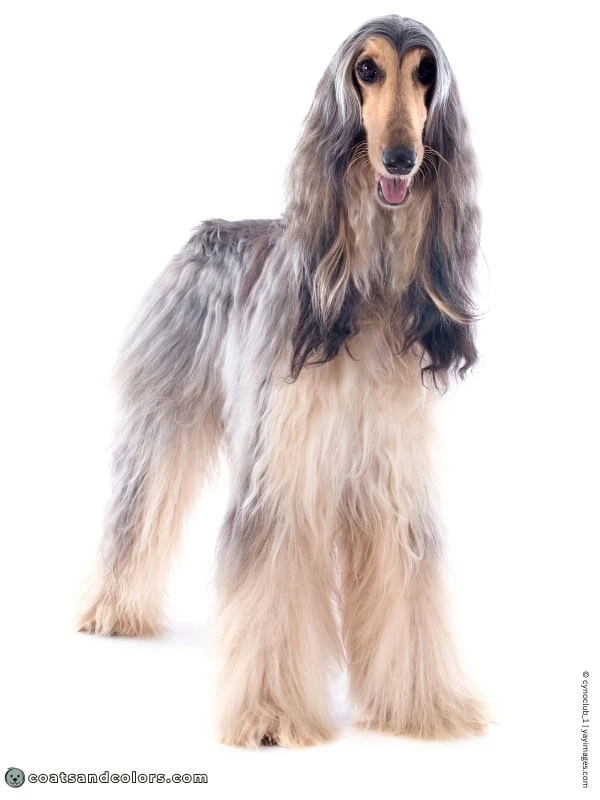 coatsandcolors.com Sighthound Grizzle Domino Coat Color Afghan Hound tan point domino