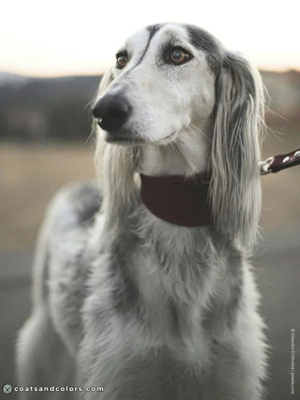 coatsandcolors.com Sighthound Grizzle Domino Coat Color Saluki at grizzle face markings