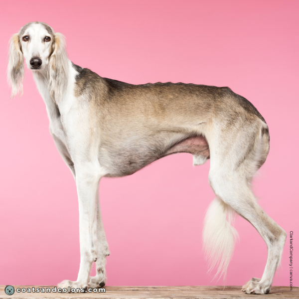 coatsandcolors.com Sighthound Grizzle Domino Coat Color Saluki pale grizzle