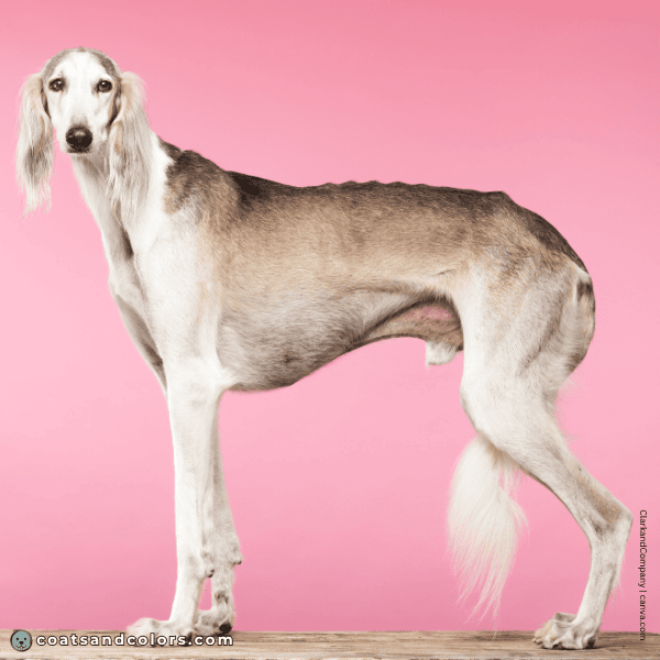 coatsandcolors.com Sighthound Grizzle Domino Coat Color Saluki pale grizzle