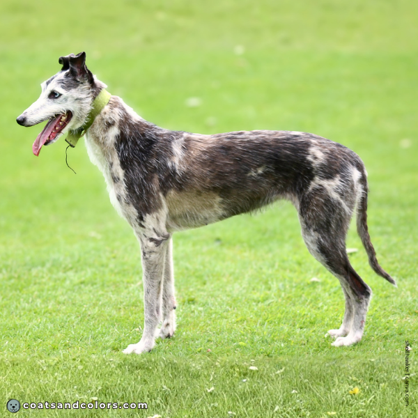 coatsandcolors.com Sighthound Grizzle Domino Coat Color merle Lurcher
