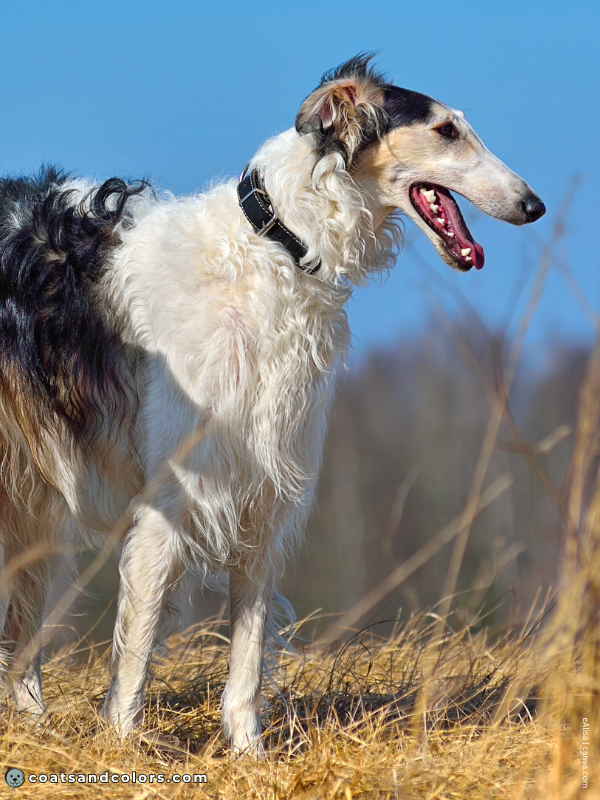 coatsandcolors.com Sighthound Grizzle Domino Coat Color sable Borzoi