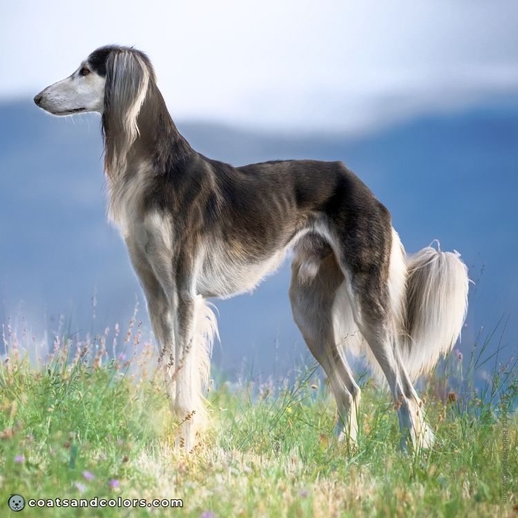 coatsandcolors.com Sighthound Grizzle Domino Saluki tan point grizzle