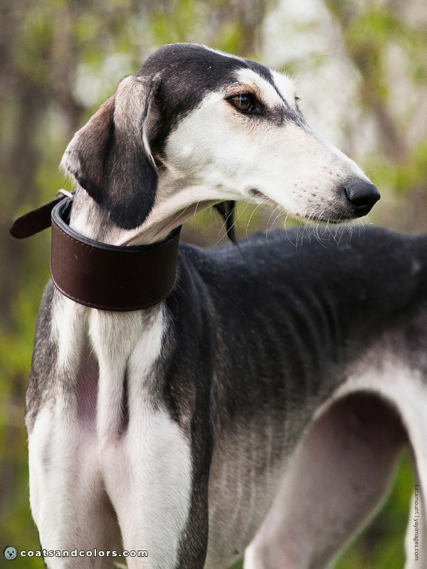coatsandcolors.com Sighthound Grizzle Domino eG Coat Color shorthaired Saluki grizzle