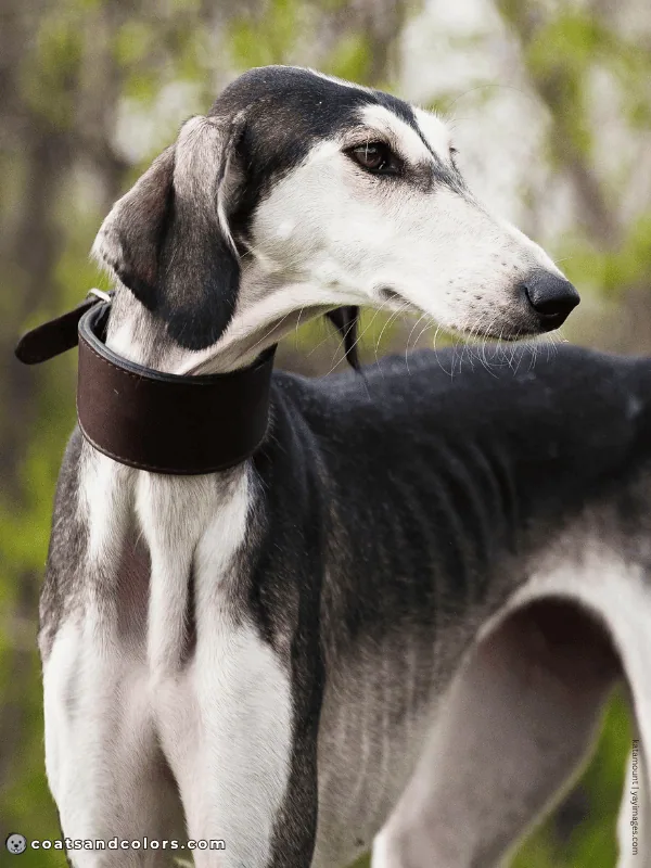 coatsandcolors.com Sighthound Grizzle Domino eG Coat Color shorthaired Saluki grizzle