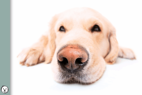 coatsandcolors.com Snow Nose Turning Pink 900x600 1