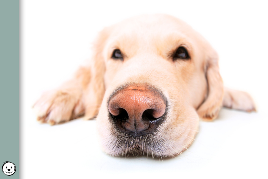 coatsandcolors.com Snow Nose Turning Pink 900x600 1