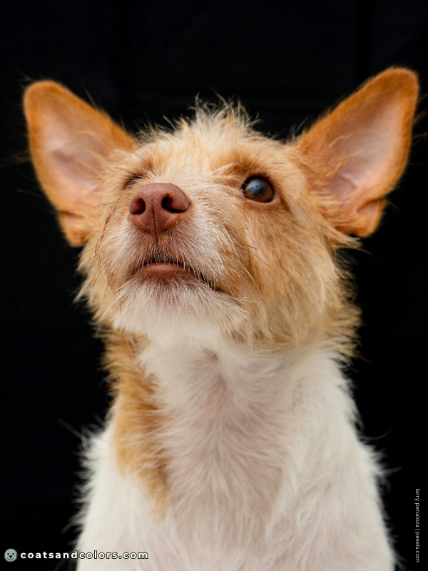 coatsandcolors.com Snow Nose Turning Pink brown based ee