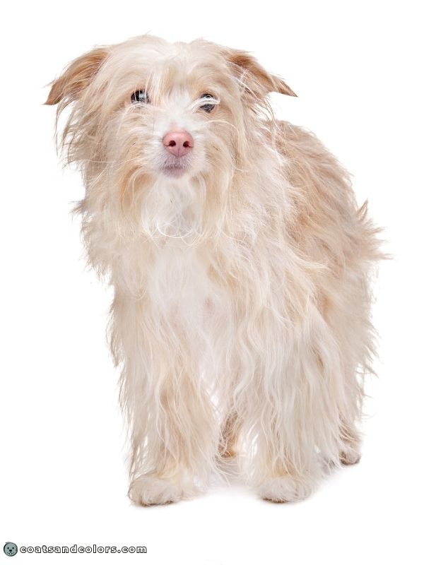 coatsandcolors.com Snow Nose Turning Pink dudley snow nose mixed breed