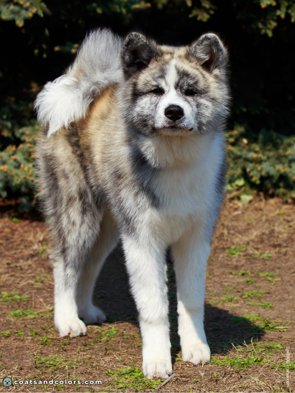coatsandcolors.com Urajiro Dogs brindle AKita Inu 1