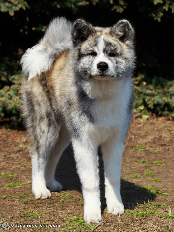 coatsandcolors.com Urajiro Dogs brindle AKita Inu 1