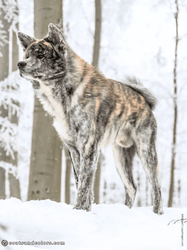 coatsandcolors.com Urajiro Dogs brindle AKita Inu 21