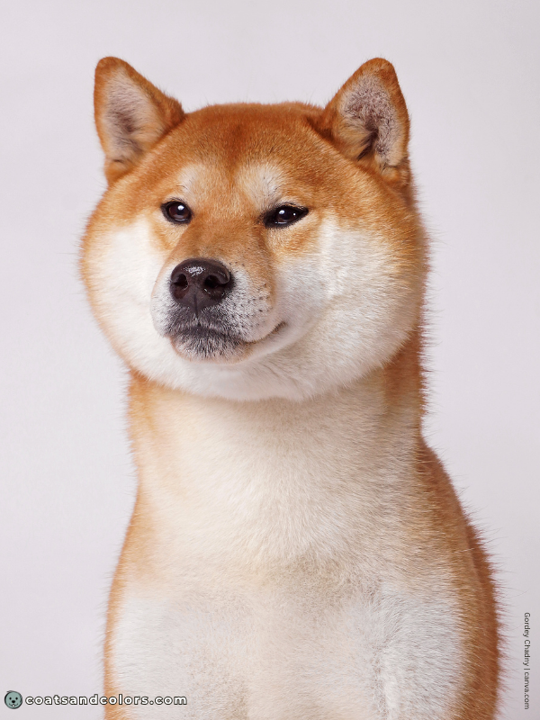 coatsandcolors.com Urajiro Dogs example red Shiba1