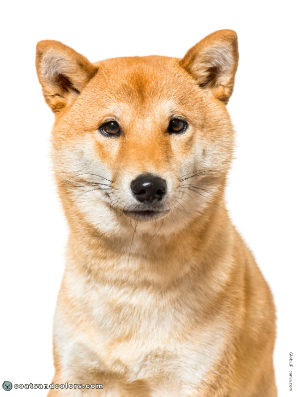 coatsandcolors.com Urajiro Dogs example red red subtle