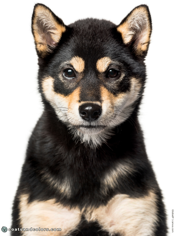 coatsandcolors.com Urajiro Dogs tan point 1