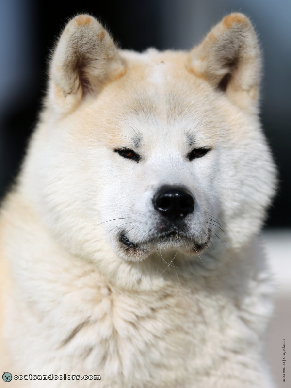 coatsandcolors.com Urajiro Dogs very light red AKita