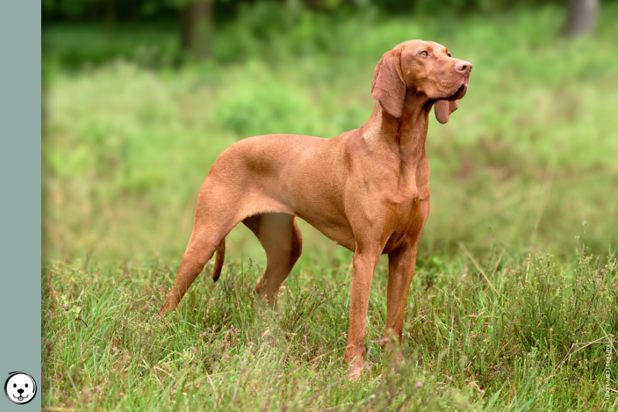 coatsandcolors.com Vizsla Colors 900x600 b