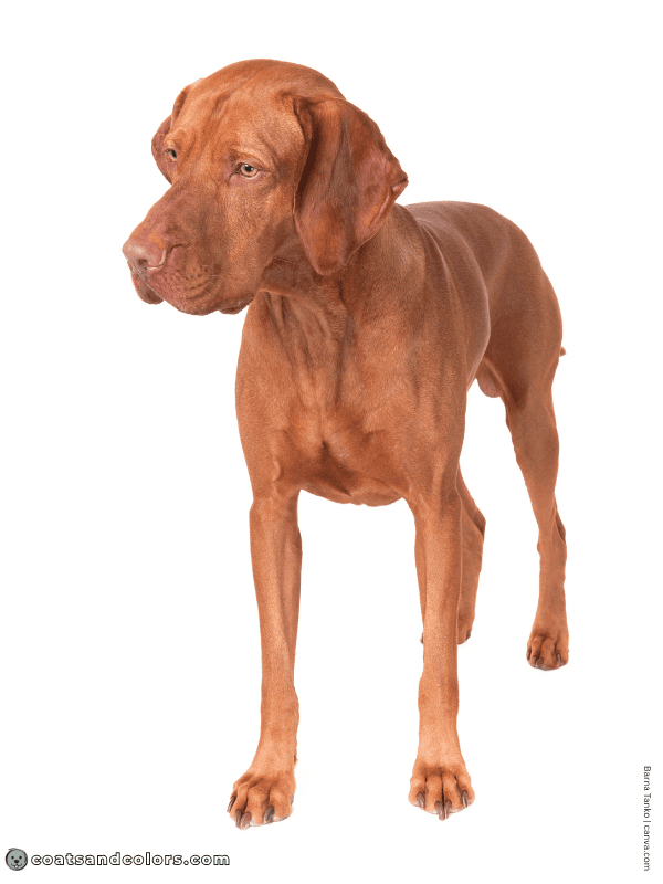 coatsandcolors.com Vizsla Colors base color brown