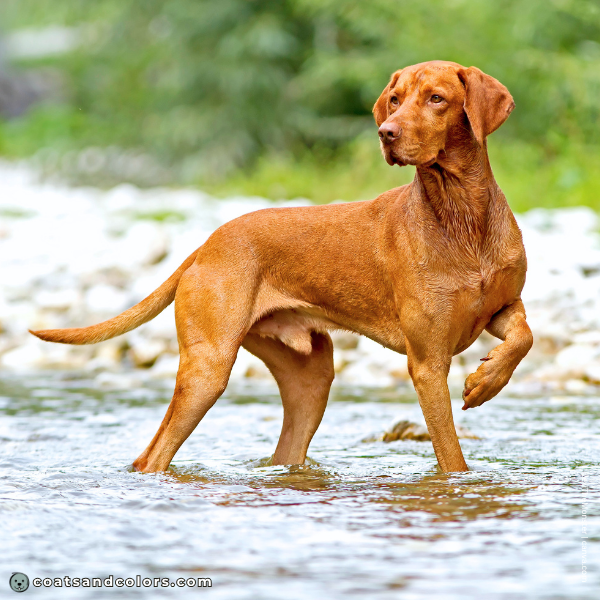 coatsandcolors.com Vizsla Colors base pattern liver based ee