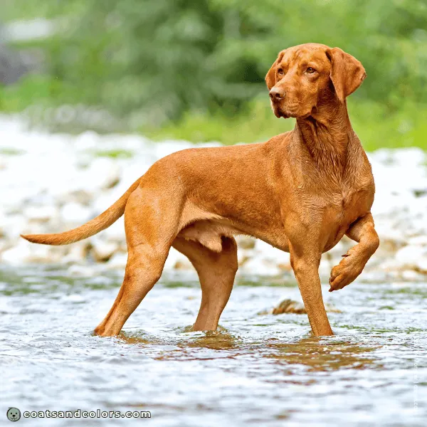 coatsandcolors.com Vizsla Colors base pattern liver based ee