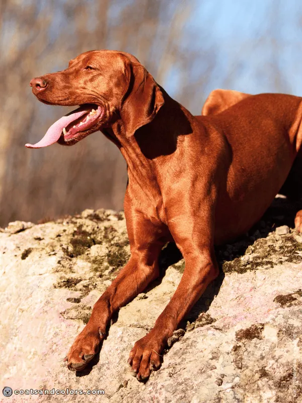 coatsandcolors.com Vizsla Colors dark rust