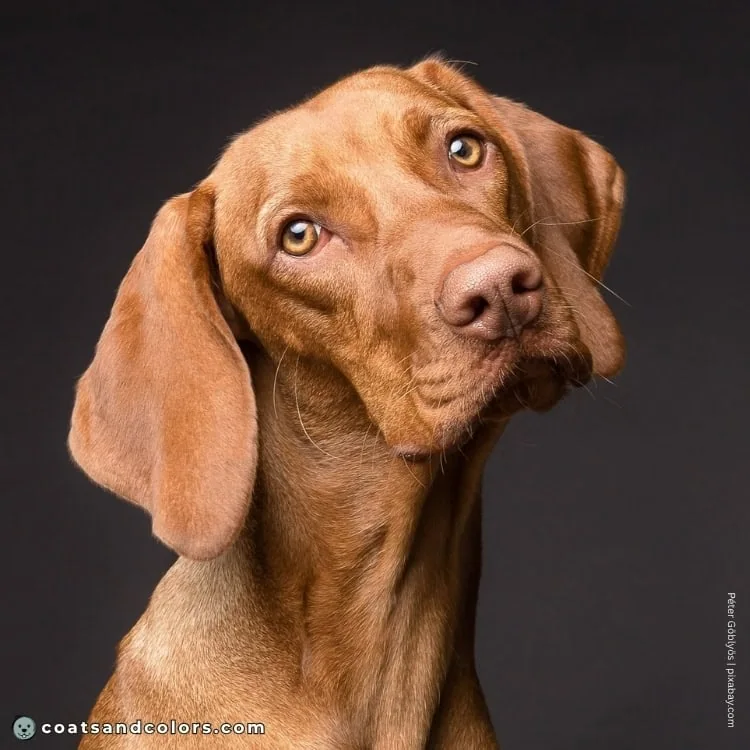 coatsandcolors.com Vizsla Colors eye color 1