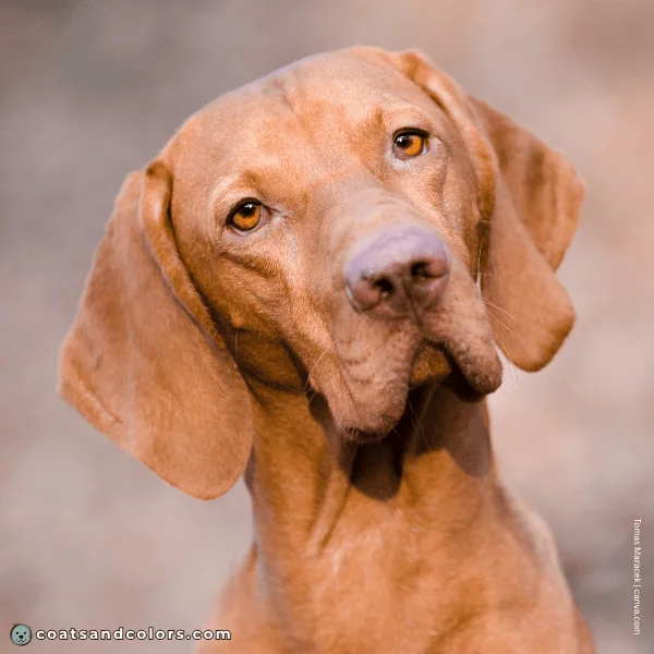 coatsandcolors.com Vizsla Colors eye color 2b