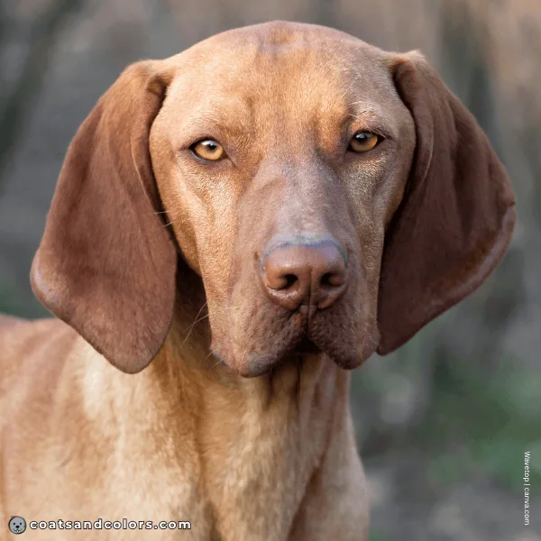 coatsandcolors.com Vizsla Colors eye color 3