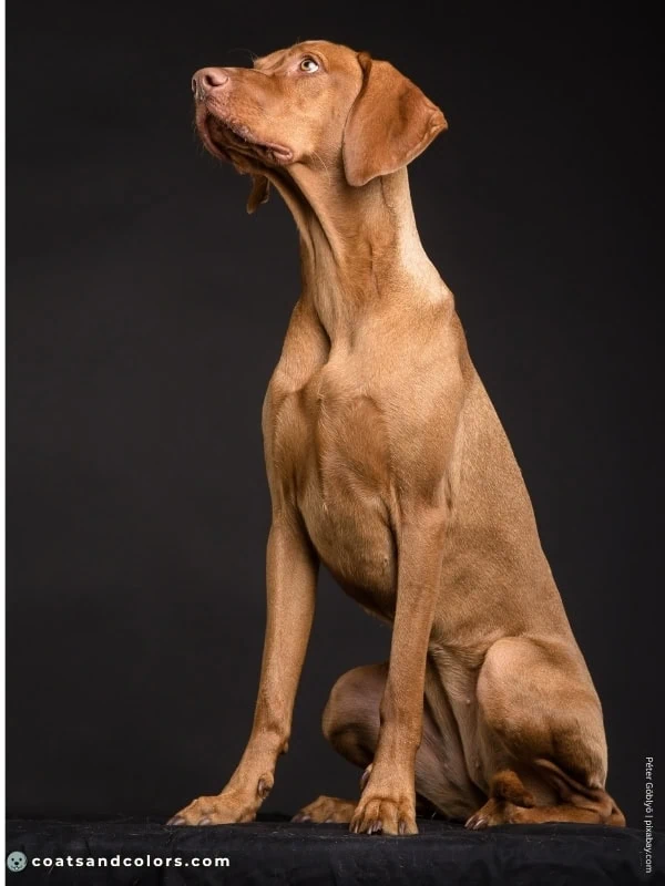 coatsandcolors.com Vizsla Colors eye color russet