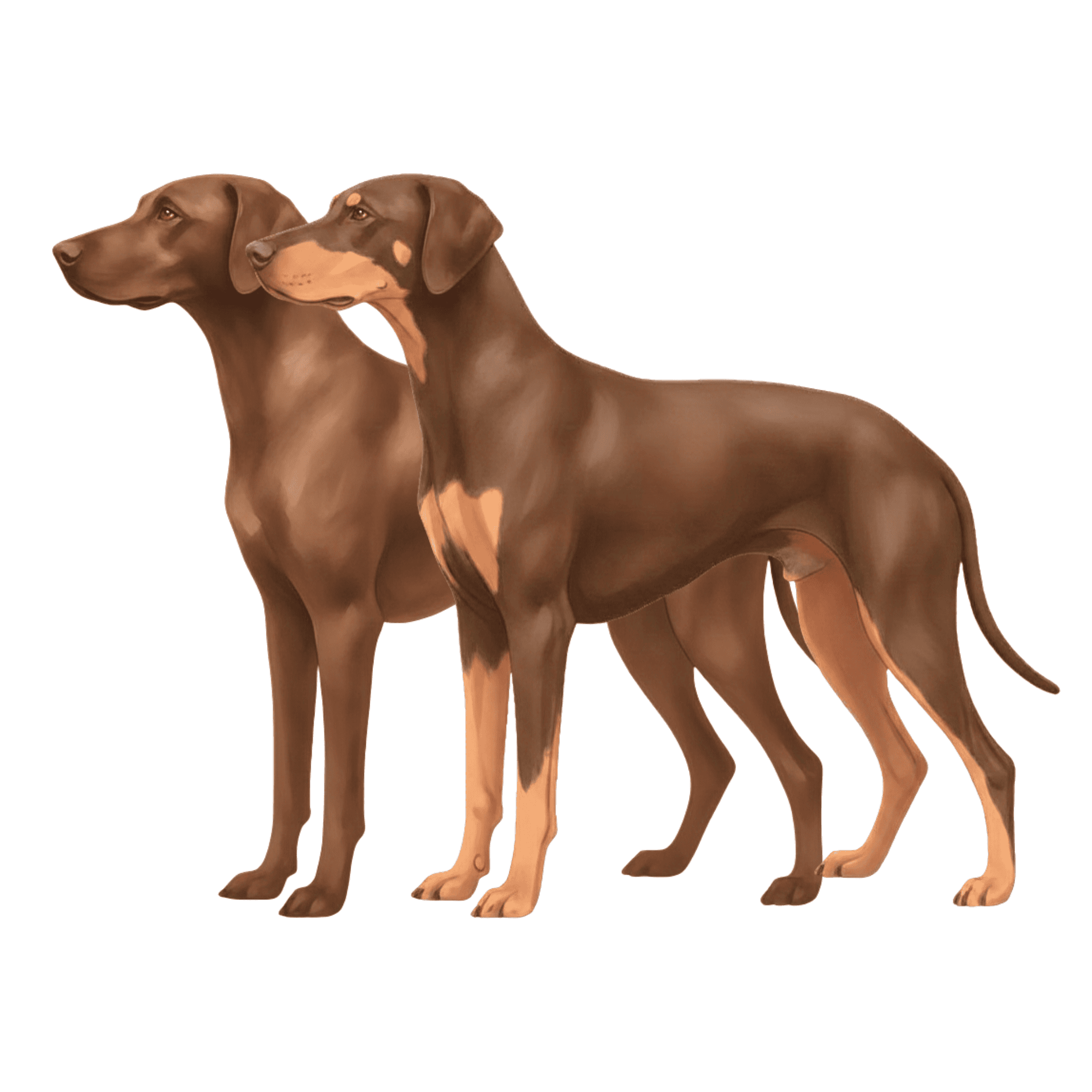 coatsandcolors.com Vizsla Colors faulty colors brown colors