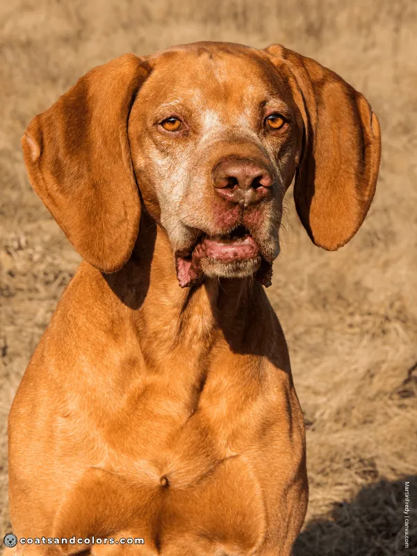 coatsandcolors.com Vizsla Colors geriatric graying 2