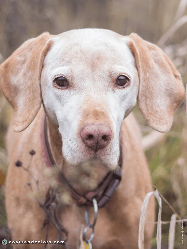coatsandcolors.com Vizsla Colors geriatric graying 3