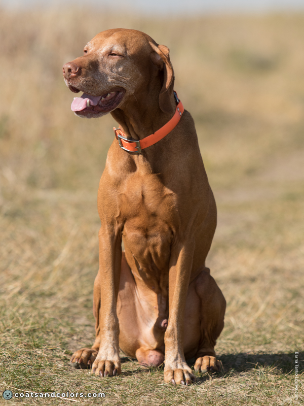 coatsandcolors.com Vizsla Colors geriatric graying