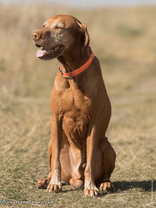 coatsandcolors.com Vizsla Colors geriatric graying