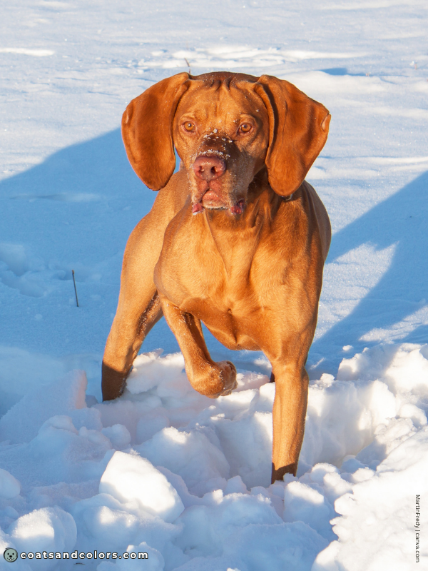coatsandcolors.com Vizsla Colors golden russet orange