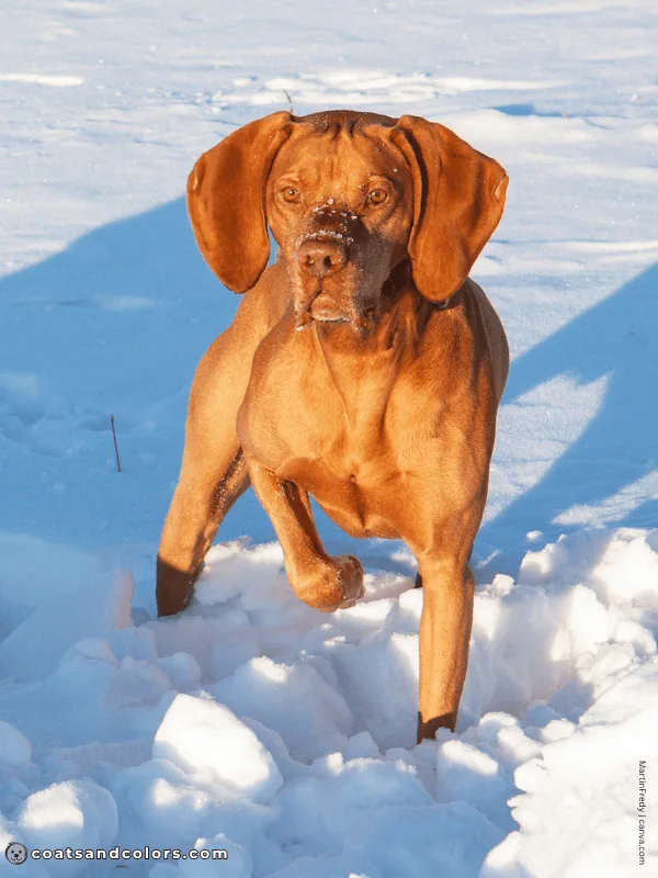 coatsandcolors.com Vizsla Colors golden russet orange