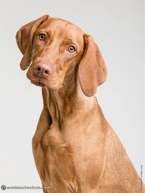 coatsandcolors.com Vizsla Colors golden rust 2