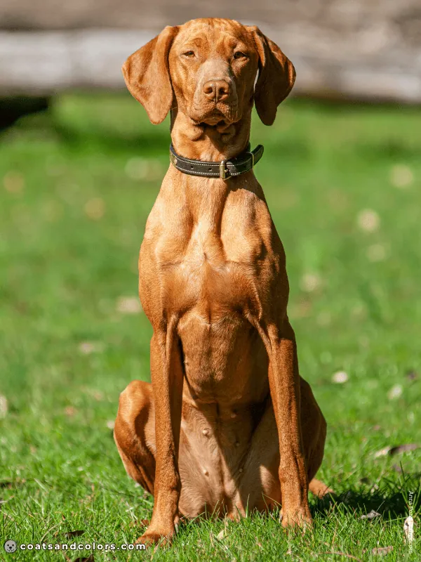 coatsandcolors.com Vizsla Colors golden rust 3