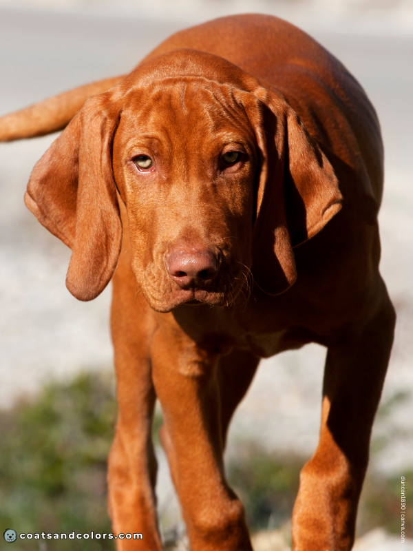 coatsandcolors.com Vizsla Colors intensity high