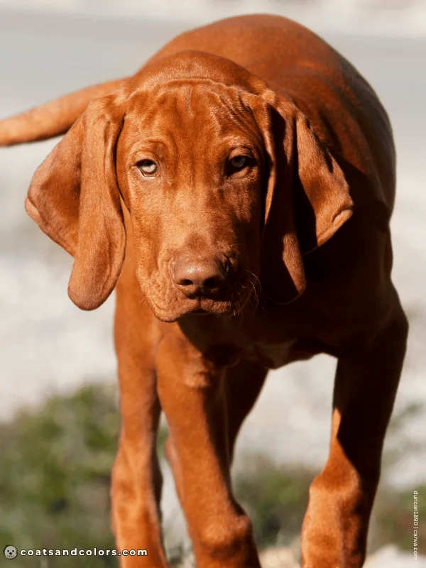 coatsandcolors.com Vizsla Colors intensity high